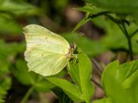 Zitronenfalter Männchen